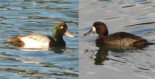 Greater Scaup