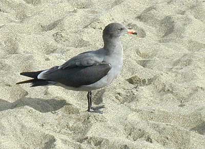 Hermann's Gull