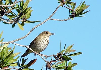 Hermit Thrush