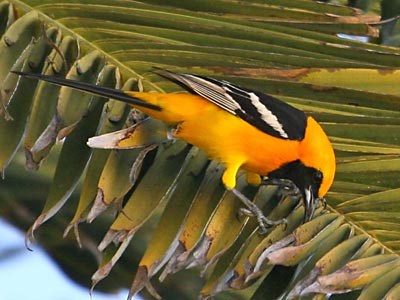 Hooded oriole