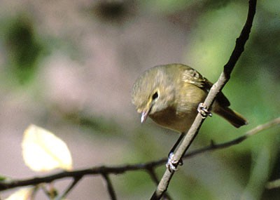 Hutton's Vireo