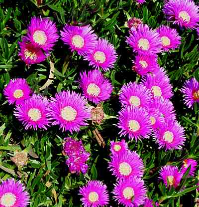 Ice Plant Presidio Of San Francisco U S National Park Service