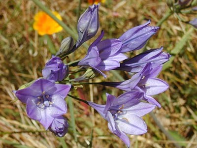 Ithuriel's Spear