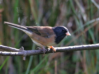 Dark-eyed Junco