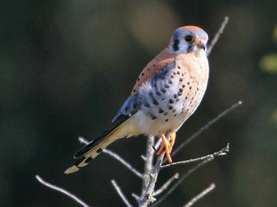 American Kestrel