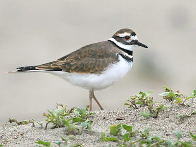 Killdeer