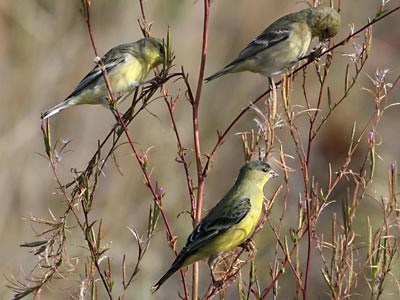 Lesser Goldfinch