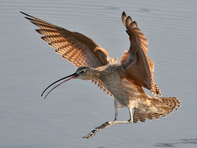 Long-billed Curlew