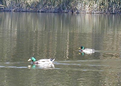 Mallard ducks