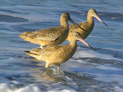 Marbled Godwit