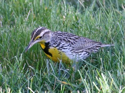 Western Meadowlark