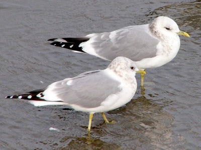 Mew Gull