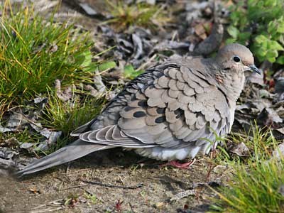 Mourning Dove