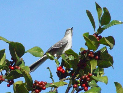 Northern Mockingbird
