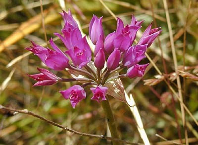 COASTAL ONION