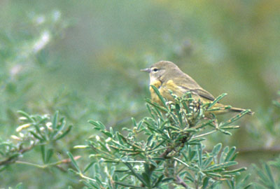 Orange-crown warbler