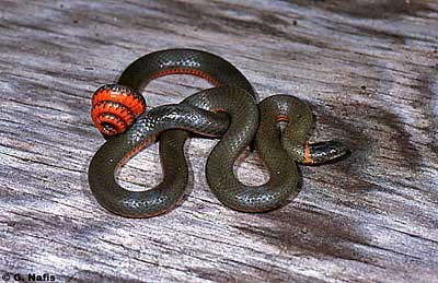 Pacific Ringneck Snake Pacific Ringneck Snake