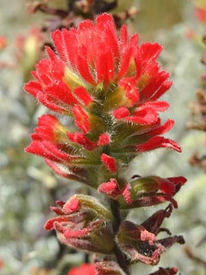 Seaside Paintbrush