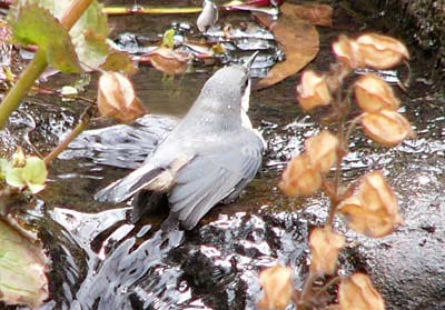 Pygmy Nuthatch