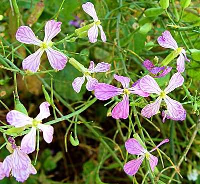 Wild Radish - Presidio of San Francisco (U.S. National Park Service)