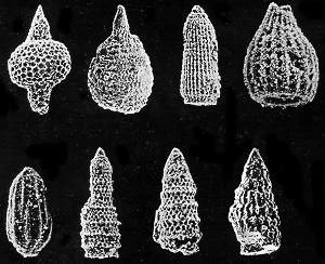 Shells of radiolaria