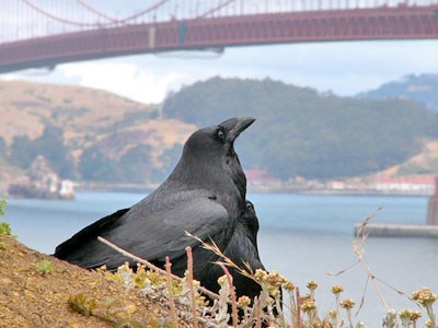 common raven