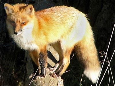 Red Fox - Presidio of San Francisco (. National Park Service)