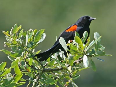 Red-winged Blackbird