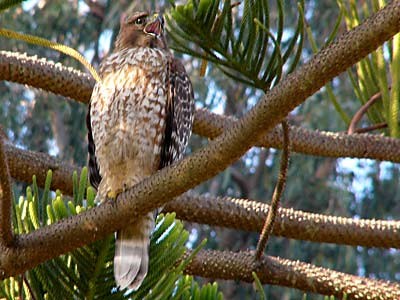 Red-shouldered Hawk