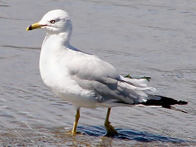 Ring-billed Gull