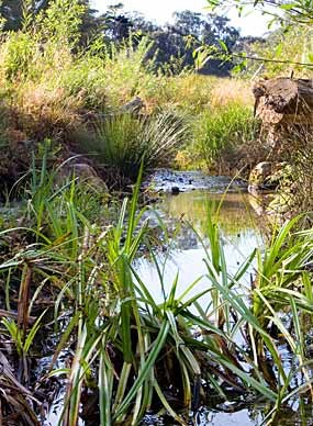 Riparian plants