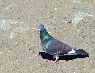 Rock Dove