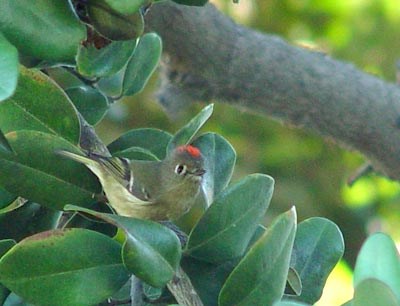 Ruby-crowned Kinglet