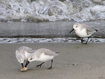 Sanderling