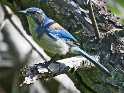 Scrub Jay