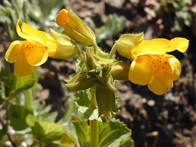 Seep Monkey Flower