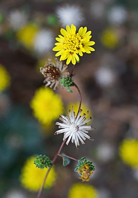 San Francisco lessingia