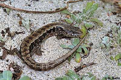 San Francisco Alligator Lizard