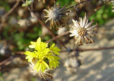 San Francisco Lessingia