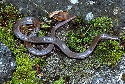 Sharp-tailed Snake