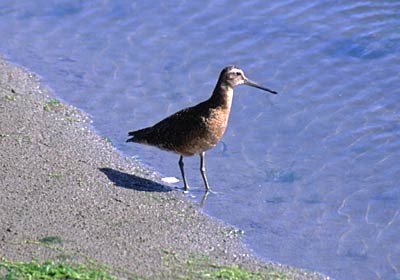 Short-billed Dowitcher