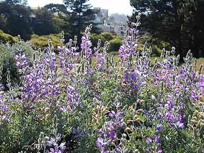 Chamissos Lupine