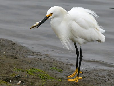 Snowy Egret