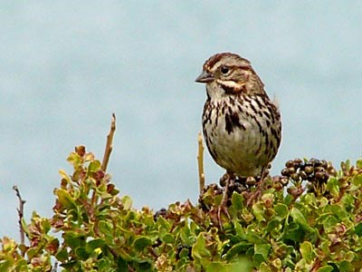 Song Sparrow