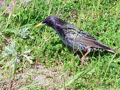 European Starling