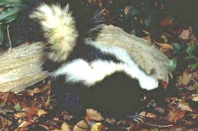 Striped Skunk