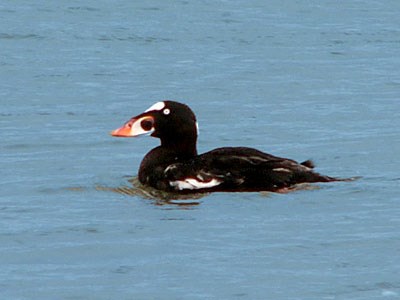 Surf Scoter