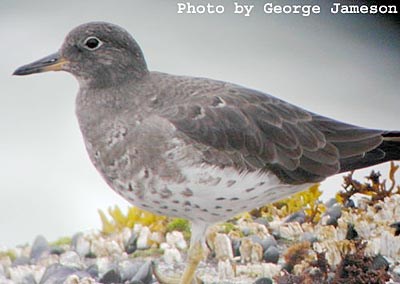 Surfbird