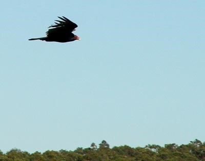 Turkey Vulture