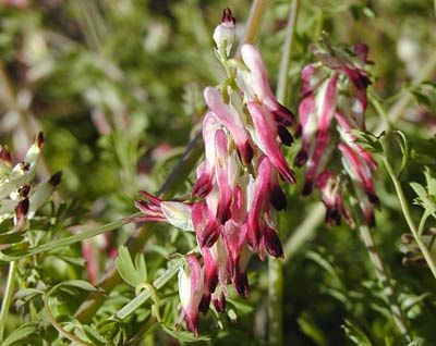 Fumitory